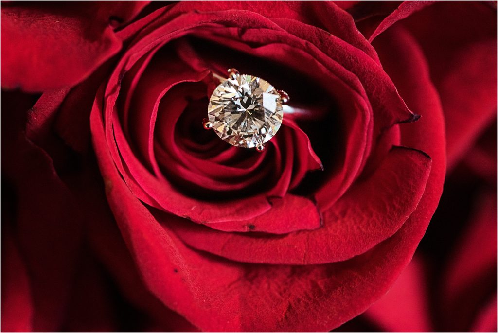 Solitaire diamond engagement ring in a red rose