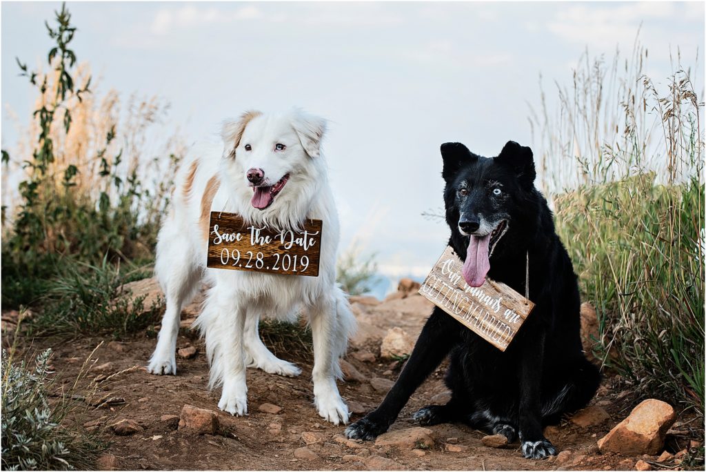 Two dogs wearing save the date signs for their humans who are getting married