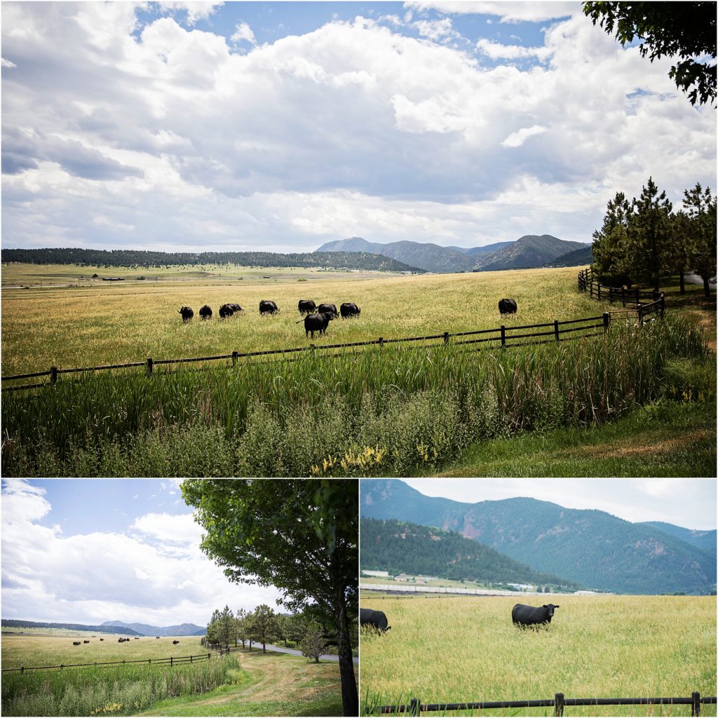 Cows in a field at a ranch in Colorado near Colorado Springs