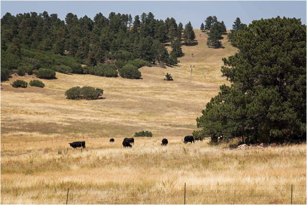 Cows roam the hillside at Flying Horse Ranch in summertime
